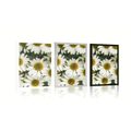 POSTER MEDICINAL CHAMOMILE FLOWERS - FLOWERS - POSTERS
