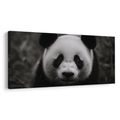 WANDBILD LÄCHELNDER SCHWARZ-WEISSER PANDA - BILDER TIERE - BILDER