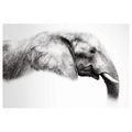 OBRAZ ELEGANTNÍ SLONÍ PROFIL - OBRAZY SLONI - OBRAZY