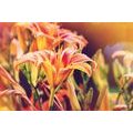 CANVAS PRINT BEAUTIFUL BLOOMING FLOWERS IN THE GARDEN - PICTURES FLOWERS - PICTURES