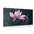 CANVAS PRINT DELICATE LOTUS FLOWER - PICTURES FLOWERS{% if product.category.pathNames[0] != product.category.name %} - PICTURES{% endif %}