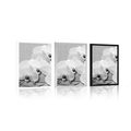 POSTER ORCHID ON A CANVAS IN BLACK AND WHITE - BLACK AND WHITE - POSTERS