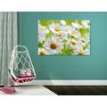 CANVAS PRINT SPRING MEADOW FULL OF FLOWERS - PICTURES FLOWERS - PICTURES