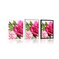 POSTER PINK PEONY - FLOWERS - POSTERS