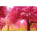 CANVAS PRINT ENCHANTING BLOOMING CHERRY TREES - PICTURES OF NATURE AND LANDSCAPE - PICTURES