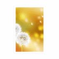 POSTER DANDELION - FLOWERS - POSTERS