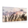 CANVAS PRINT BLADES OF FIELD GRASS - PICTURES OF NATURE AND LANDSCAPE - PICTURES