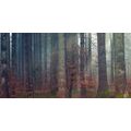 CANVAS PRINT SECRET OF THE FOREST - PICTURES OF NATURE AND LANDSCAPE - PICTURES