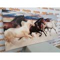 CANVAS PRINT HERD OF HORSES - PICTURES - 🔥 TOTAL SALE 🔥