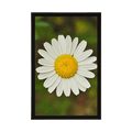 AFFICHE FLEUR DE MARGUERITE - FLEURS - AFFICHES