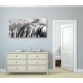 CANVAS PRINT GRASS IN BLACK AND WHITE - BLACK AND WHITE PICTURES - PICTURES