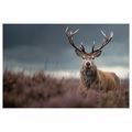 OBRAZ MAJESTÁTNÍ JELEN V PŘÍRODĚ - OBRAZY JELENI - OBRAZY