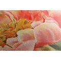 CANVAS PRINT RED PEONIES - PICTURES FLOWERS - PICTURES