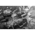 CANVAS PRINT PAINTED FIELD POPPIES IN BLACK AND WHITE - BLACK AND WHITE PICTURES - PICTURES