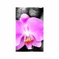 POSTER BEAUTIFUL ORCHID AND STONES - FENG SHUI - POSTERS