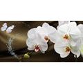 WANDBILD ORCHIDEE UND SCHMETTERLING - BILDER BLUMEN - BILDER