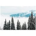 SAMOLEPÍCÍ FOTOTAPETA ZASNĚŽENÉ BOROVÉ STROMY - SAMOLEPÍCÍ TAPETY - TAPETY