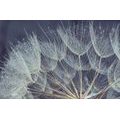 WALL MURAL MORNING DEW ON A DANDELION - WALLPAPERS FLOWERS - WALLPAPERS