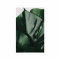 POSTER MONSTERA-BLATT - BLUMEN - POSTER