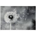 WALL MURAL MAGICAL BLACK AND WHITE DANDELION - WALLPAPERS - 🔥 TOTAL SALE 🔥