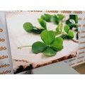 CANVAS PRINT OF GREEN FOUR-LEAF CLOVERS - STILL LIFE PICTURES - PICTURES