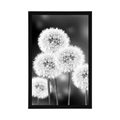 POSTER FLUFFY DANDELION IN BLACK AND WHITE - BLACK AND WHITE - POSTERS