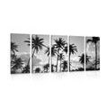 5-PIECE CANVAS PRINT OF COCONUT TREES ON A BEACH IN BLACK AND WHITE - BLACK AND WHITE PICTURES - PICTURES