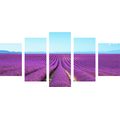 5-PIECE CANVAS PRINT ENDLESS LAVENDER FIELD - PICTURES OF NATURE AND LANDSCAPE - PICTURES