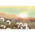 SELF ADHESIVE WALL MURAL PANORAMA OF A BLOOMING MEADOW - SELF-ADHESIVE WALLPAPERS - WALLPAPERS