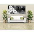 TABLEAU SUR TOILE – PISSENLIT MOELLEUX EN NOIR ET BLANC - TABLEAUX EN NOIR ET BLANC - TABLEAUX