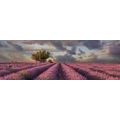 CANVAS PRINT LANDSCAPE OF LAVENDER FIELDS - PICTURES OF NATURE AND LANDSCAPE - PICTURES