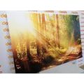 CANVAS PRINT SUN RAYS IN THE FOREST - PICTURES OF NATURE AND LANDSCAPE - PICTURES