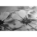 CANVAS PRINT SUMMER FLOWERS IN BLACK AND WHITE - BLACK AND WHITE PICTURES - PICTURES