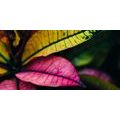 CANVAS PRINT FRESH LEAVES - PICTURES OF NATURE AND LANDSCAPE - PICTURES