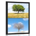 POSTER TREE IN SEASONS - NATURE - POSTERS
