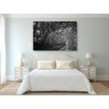 CANVAS PRINT BLACK AND WHITE FOREST - BLACK AND WHITE PICTURES - PICTURES