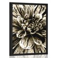 POSTER EXOTIC DAHLIA IN SEPIA DESIGN - BLACK AND WHITE - POSTERS