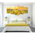 5-PIECE CANVAS PRINT SUNFLOWER FIELD - PICTURES OF NATURE AND LANDSCAPE - PICTURES