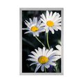 POSTER DAISIES IN THE GARDEN - FLOWERS - POSTERS