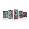 5-PIECE CANVAS PRINT PEACOCK FEATHER - STILL LIFE PICTURES - PICTURES