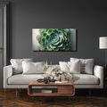 WANDBILD SCHÖNHEIT DER SUKKULENTE - BOTANISCHE BILDER - BILDER