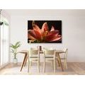 CANVAS PRINT BEAUTIFUL PINK LILY ON A BLACK BACKGROUND - PICTURES FLOWERS - PICTURES