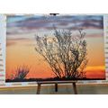 CANVAS PRINT TREE BRANCHES IN THE SUNSET - PICTURES OF NATURE AND LANDSCAPE - PICTURES