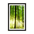 POSTER MIT PASSEPARTOUT FRISCHER GRÜNER WALD - NATUR - POSTER