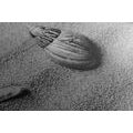 CANVAS PRINT SEASHELLS ON A SANDY BEACH IN BLACK AND WHITE - BLACK AND WHITE PICTURES - PICTURES