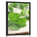 POSTER GREEN FOUR-LEAVE CLOVERS - NATURE - POSTERS