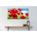 CANVAS PRINT POPPY FLOWERS IN A MEADOW - PICTURES FLOWERS - PICTURES