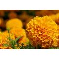 CANVAS PRINT AZTEC MARIGOLD - PICTURES FLOWERS - PICTURES