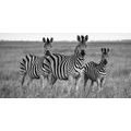 WANDBILD DREI ZEBRAS IN DER SAVANNE IN SCHWARZ-WEISS - SCHWARZ-WEISSE BILDER - BILDER