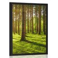 POSTER MORGEN IM WALD - NATUR - POSTER